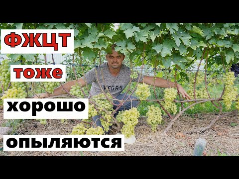 Видео: Не бойтесь садить сорта с женским типом цветения .