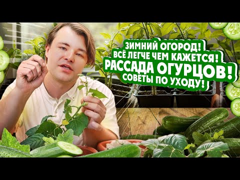 Видео: Зимний огород! Всё легче чем кажется! РАССАДА ОГУРЦОВ! Советы по уходу!
