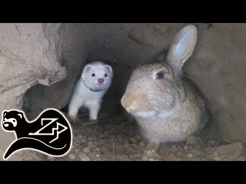 Видео: Первые дни молодого хорька - Хорек на охоте за кроликами 19