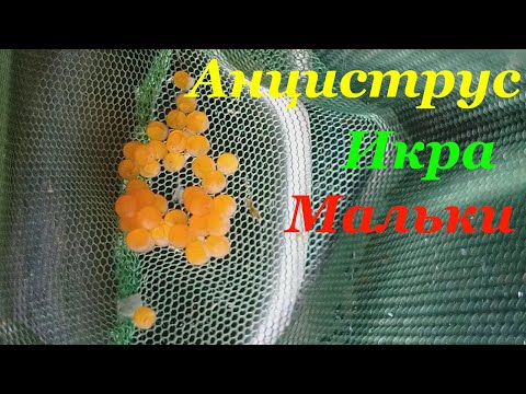 Видео: Анциструс Размножение в общем аквариуме Икра Мальки анциструса