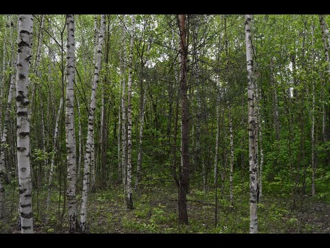 Видео: Hiking in the forest of the Republic of Mordovia Поход в лес Республики Мордовия