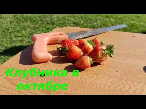 Видео: 27 сентября  14 октября/НАША ДАЧА