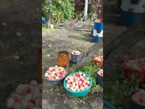 Видео: Дела садовые 5