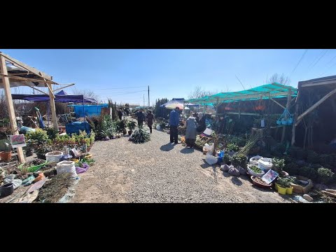 Видео: Оштогу эң чоң көчөт базары (толук варианты)