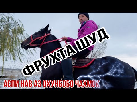 Видео: Аспи бузи тайер аз Охунбобо Чахмок 8 декабря 2024 г.