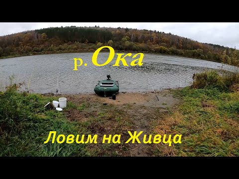 Видео: Ока.Осень.Рыбалка с ночёвкой, ловим на живца