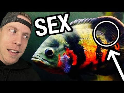 Видео: Руководство по идентификации самцов и самок Оскара