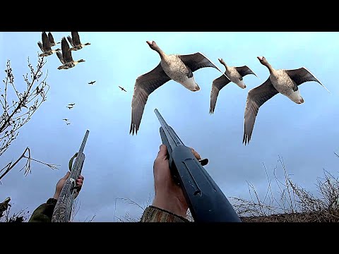 Видео: ОХОТА НА ГУСЯ 2025 ПО ТУРУ НА КУКУРУЗНОМ ПОЛЕ!