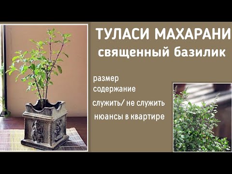 Видео: ТУЛАСИ МАХАРАНИ в квартире без поклонения. Можно? Можно! #туласи #вилата #аюрведа #растения #цветы