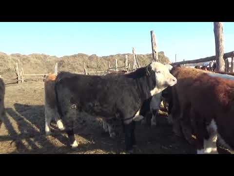 Видео: Сосед привёл корову и бык не устоял  18 +