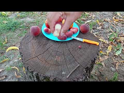 Видео: 17.08.2024. персики:Світ Кап,Аліросада,Роял Лі та нектарин:Інкрочіо П'єрі