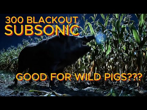 Видео: 300 BLACKOUT SUBSONIC ХОРОШО ПОДХОДИТ ДЛЯ ДИКИХ СВИНЕЙ???