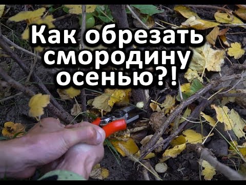 Видео: Как обрезать смородину осенью?!