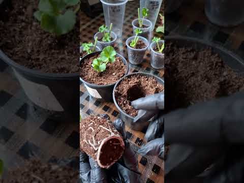 Видео: 4 часть. Пересаживаю по горшочкам детки пеларгонии от укоренённых  листьев..