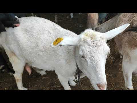 Видео: Манëвры при покрытии коз. Сыр в воске.