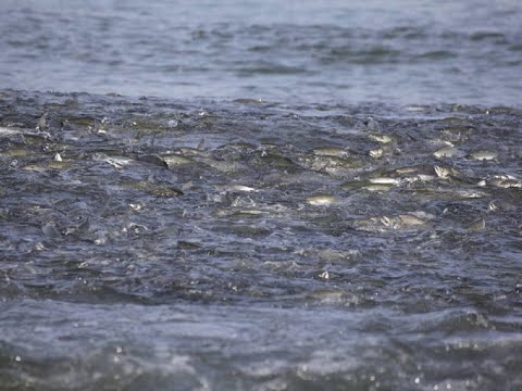 Видео: Злые дяденьки не пропускают лосося на нерест...