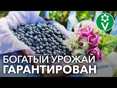 Видео: ЧЕМ ПОДКОРМИТЬ ГОЛУБИКУ для крупных и вкусных ягод?