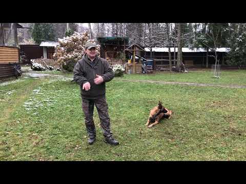 Видео: Зачем нужна дрессировка