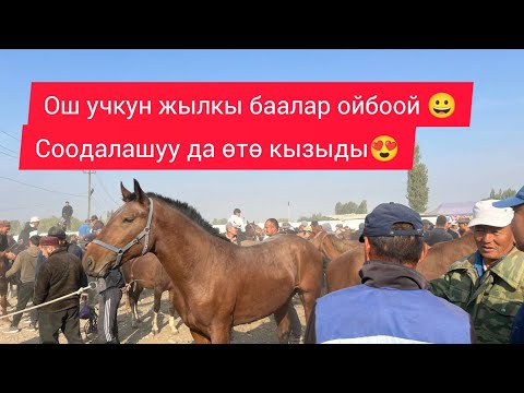 Видео: ОШ УЧКУН МАЛ БАЗАРЫ ЖЫЛКЫ БААЛАР ОЙБООЙ СООДА ӨТӨ КЫЗЫДЫ ПАЙ ПАЙ 2925 ж 5 октябрь