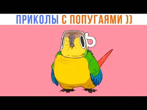 Видео: ПРИКОЛЫ С ПОПУГАЯМИ ))) | Мемозг 1405