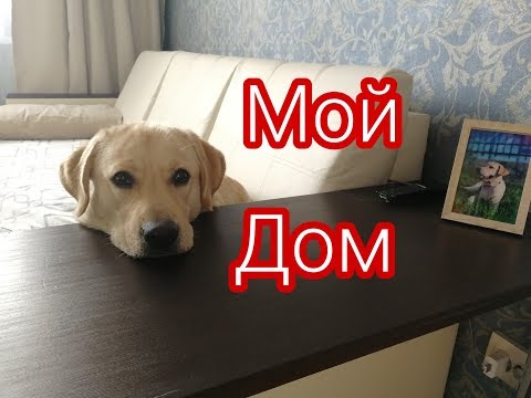 Видео: Лабрадор Марли один год в квартире