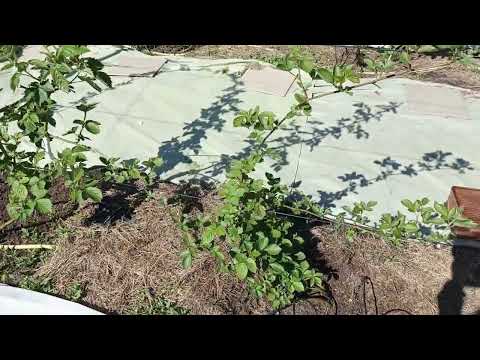 Видео: Ежевика, обзор на 16 мая 2025