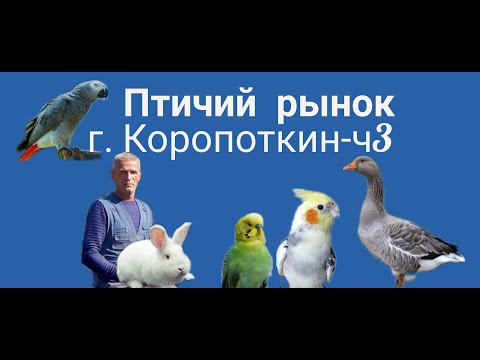 Видео: 25.10.20. Птичий рынок г. Кропоткин-ч3.10/25/20. Bird market in Kropotkin-ch3