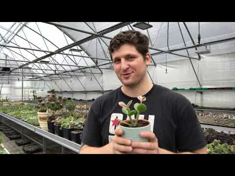 Видео: Денежное дерево - прививка редких сортов. Как я привил Толстянку - опыт Мастера Георгия с Крассулой