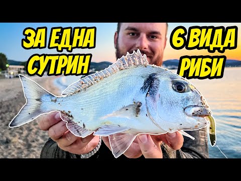 Видео: 6 ВИДА РИБИ ЗА ЕДНА СУТРИН. КАКИТО ГИ РАЗБИ! МОРСКИ РИБОЛОВ В СЕВЕРНА ГЪРЦИЯ