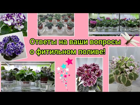 Видео: Отвечаю на самые распространённые вопросы о фитильном поливе фиалок!