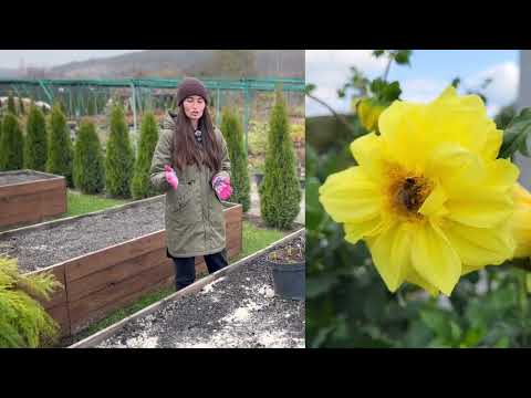 Видео: Вирощування жоржин у горщиках і зберігання після цвітіння. Що робити з жоржинами після приморозків