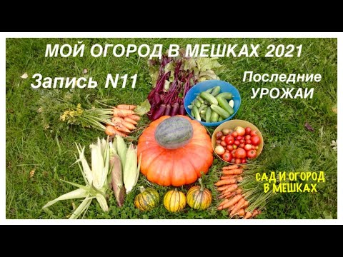 Видео: МОЙ ОГОРОД В МЕШКАХ 2021. Запись №11. Последние УРОЖАИ.