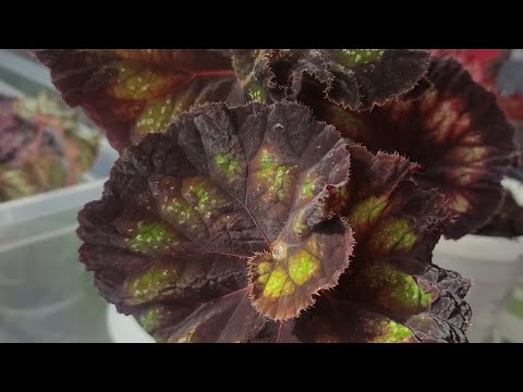Видео: БЕГОНИЯ ОТ БЕЛОРЕЧАНКИ. БЕГОНИЯ ДЛЯ ВАС.
