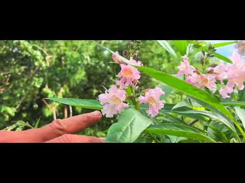 Видео: В Беларуси зацвел лотос и читальпа!