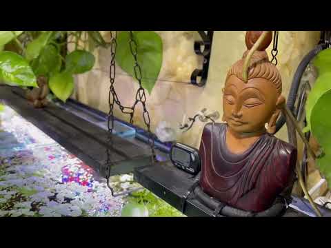 Видео: Аквариумный рай Часть 2. Сциндапсус как фитофильтр. Водный гиацинт Эйхорния .