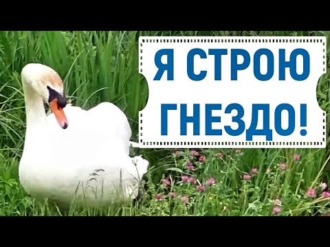 Видео: Невероятно! Белые лебеди строят гнездо на пирсе!