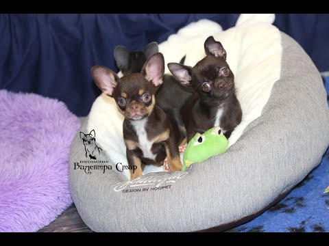 Видео: Чихуахуа ЩЕНКИ 3 месяца. Ответы на вопросы по ЧИХУА** Chivava