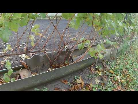 Видео: Обрезка винограда!!! самый простой и эффективный способ+[Бесштамбовая формировка]