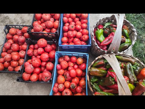 Видео: Градината няма обиране!🌶️🍅