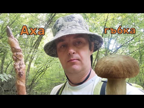 Видео: Рано сутрин за гъби.