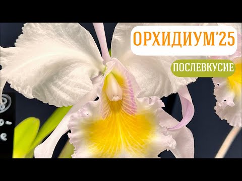 Видео: Обсудим впечатления!