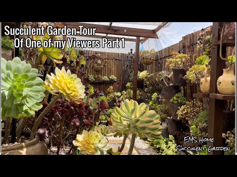 Видео: Экскурсия по саду с суккулентами и множеством редких эониумов
