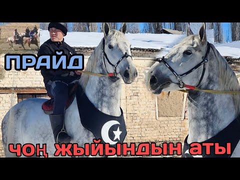 Видео: ПРАЙД ДАЛИЛИ менен ат 🔥