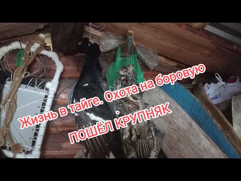 Видео: Жизнь в тайге.Охота на боровую. ПОШЁЛ КРУПНЯК