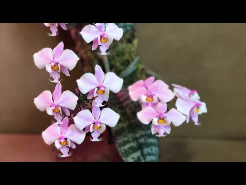 Видео: Фаленопсис Шиллера!!! Цветение и немного об уходе.Phalaenopsis schilleriana in bloom!!!