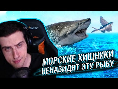Видео: Hellyeahplay смотрит: Морские Хищники Ненавидят Эту Рыбу и Вот Почему