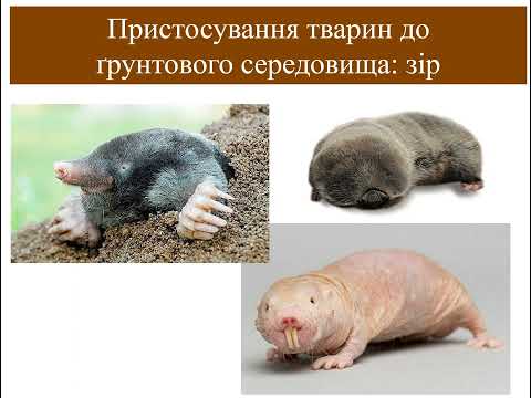 Видео: Ґрунтове середовище життя. Пристосування організмів до життя у ґрунті.