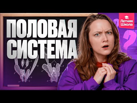Видео: 9.1. Выделительная и половая система| Летняя школа | ЕГЭ-2026 по биологии