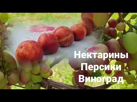 Видео: Экзотические плоды  и ягоды выращиваем в деревне Беларуси, нектарины, персики и виноград.