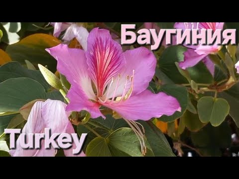 Видео: Баугиния / Bauhinia / Весна в Турции